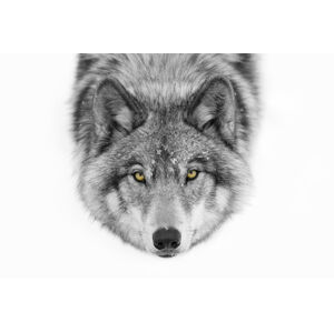 Umělecká fotografie Yellow eyes - Timber Wolf, Jim Cumming, (40 x 26.7 cm)