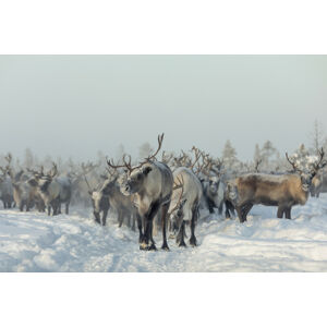 Umělecká fotografie Reindeers, Patrik Minar, (40 x 26.7 cm)