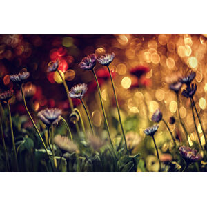 Umělecká fotografie Summer flowers, Dimitar Lazarov, (40 x 26.7 cm)
