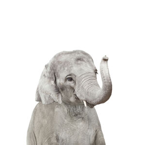 Umělecká fotografie Elephant 2, Sisi & Seb, (30 x 40 cm)
