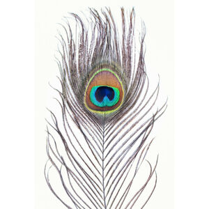 Umělecká fotografie Peacock feather, Sisi & Seb, (26.7 x 40 cm)