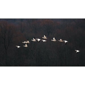 Umělecká fotografie Snow Geese #2, 李从军 / Austin, (40 x 22.5 cm)