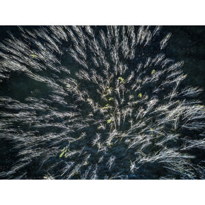 Umělecká fotografie Blue mangrove, Zhou Chengzhou, (40 x 30 cm)