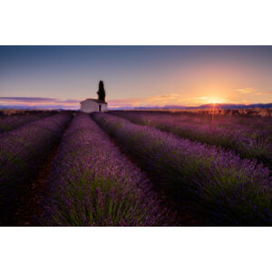 Umělecká fotografie Provence Lavender, Donald Luo, (40 x 26.7 cm)