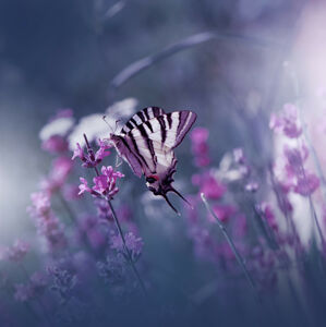 Umělecká fotografie Lavender Queen, Juliana Nan, (40 x 40 cm)