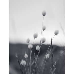 Umělecká fotografie Field Grass, Sisi & Seb, (30 x 40 cm)