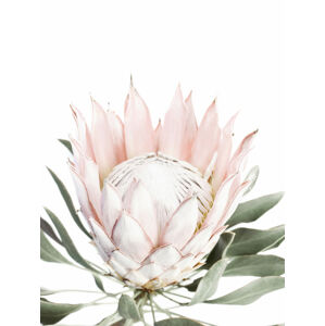 Umělecká fotografie Pink Protea, Sisi & Seb, (30 x 40 cm)