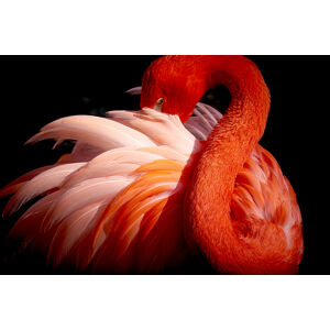 Umělecká fotografie flamingo, Makoto Nishikura, (40 x 26.7 cm)