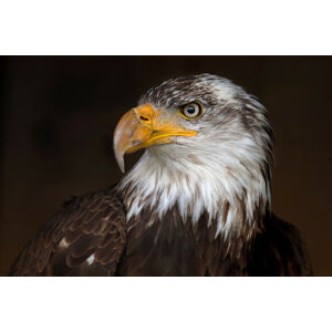 Umělecká fotografie Caged Eagle, Jim Cumming, (40 x 26.7 cm)