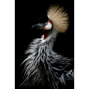 Umělecká fotografie Crowned crane's portrait, Eiji Itoyama, (26.7 x 40 cm)