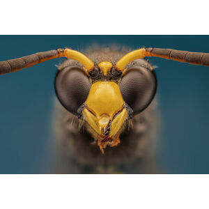 Umělecká fotografie Wasp, Rico Cavallo, (40 x 26.7 cm)