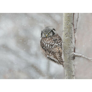 Umělecká fotografie Northern Hawk Owl look back, Jasmine Suo, (40 x 30 cm)