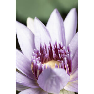Umělecká fotografie Purple flower close up, Studio Collection, (26.7 x 40 cm)