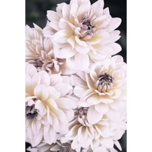 Umělecká fotografie Pinkish Flowers, Studio Collection, (26.7 x 40 cm)