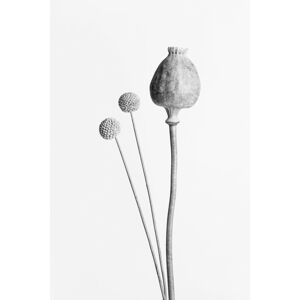 Umělecká fotografie Poppy Seed Capsule Black and White, Studio Collection, (26.7 x 40 cm)