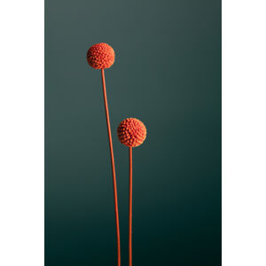 Umělecká fotografie Orange Seed Capsules, Studio Collection, (26.7 x 40 cm)