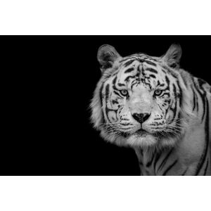 Umělecká fotografie Bengal White Tiger, Nauzet Baez Photography, (40 x 26.7 cm)