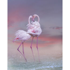 Ilustrace Flamingo Ballet, Krystina Wisniowska, (30 x 40 cm)