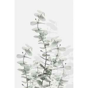 Ilustrace Eucalyptus Creative 15, Studio Collection, (26.7 x 40 cm)
