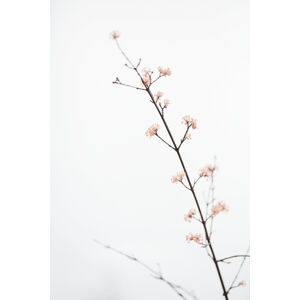 Umělecká fotografie Twig with small flowers, Studio Collection, (26.7 x 40 cm)