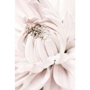 Umělecká fotografie Chrysanthemum No 05, Studio Collection, (26.7 x 40 cm)