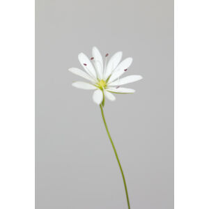 Umělecká fotografie Small white flower 1, Studio Collection, (26.7 x 40 cm)