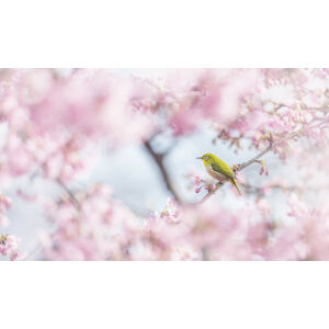 Umělecká fotografie Cherry-blossom color, Takashi Suzuki, (40 x 22.5 cm)