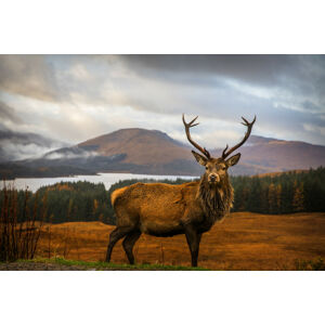Umělecká fotografie Scottish Stag, Adrian Popan, (40 x 26.7 cm)