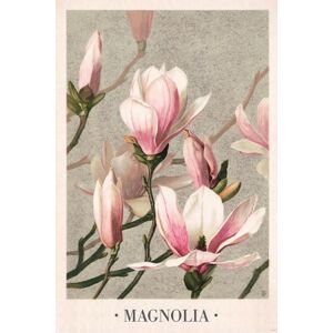 Plakát, Obraz - L. Prang & Co - Magnolia 1886, (61 x 91.5 cm)