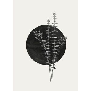 Ilustrace Plant and Black Sun, THE MIUUS STUDIO, (30 x 40 cm)