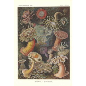 Haeckel, Ernst (1824-1919) - Obrazová reprodukce Actiniae - Sea anemone, (26.7 x 40 cm)