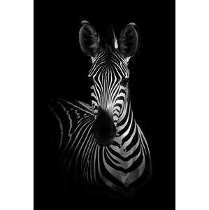 Umělecká fotografie The Zebra, WildPhotoArt, (26.7 x 40 cm)