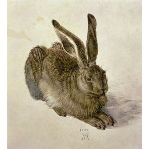Albrecht Dürer - Obrazová reprodukce Hare, 1502, (35 x 40 cm)