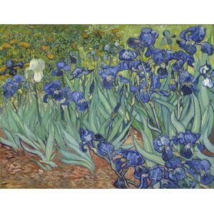 Obrazová reprodukce Kosatce, Vincent van Gogh, 40 × 30 cm