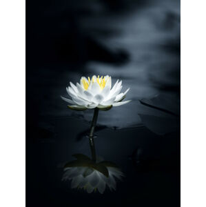 Umělecká fotografie Reflection, Takashi Suzuki, (30 x 40 cm)