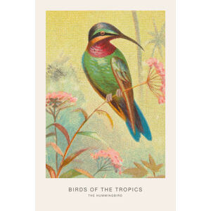 Ilustrace The Hummingbird (Birds of the Tropics) - George Harris, (26.7 x 40 cm)