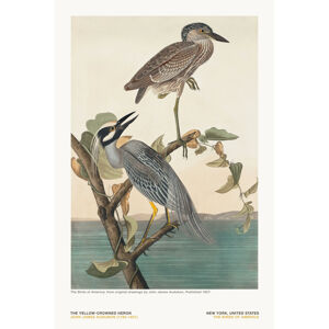 Ilustrace The Yellow Heron from The Birds of America - J. J. Audubon, (26.7 x 40 cm)
