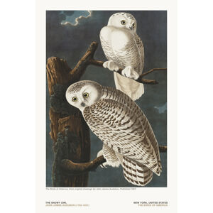 Ilustrace The Snowy Owl from The Birds of America - J. J. Audubon, (26.7 x 40 cm)