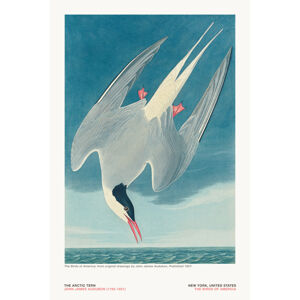 Ilustrace The Arctic Tern from The Birds of America - J. J. Audubon, (26.7 x 40 cm)