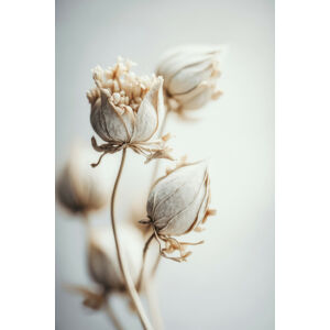 Umělecká fotografie Beige Felt Flowers, Treechild, (26.7 x 40 cm)