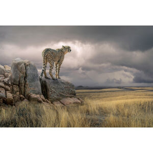 Umělecká fotografie Cheetah View, Marcel Egger, (40 x 26.7 cm)