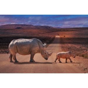 Umělecká fotografie Rhinos Crossing, Marcel Egger, (40 x 26.7 cm)