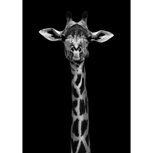 Umělecká fotografie Giraffe Portrait, WildPhotoArt, (26.7 x 40 cm)
