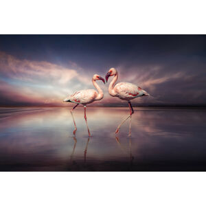 Umělecká fotografie FlamingoLove, Marcel Egger, (40 x 26.7 cm)
