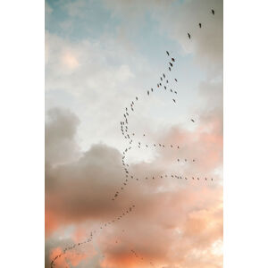 Umělecká fotografie Birds of Paradise, Raisa Zwart, (26.7 x 40 cm)