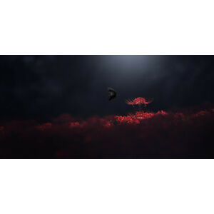 Umělecká fotografie Raven black and red, Takashi Suzuki, (40 x 20 cm)