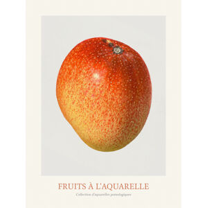 Ilustrace Mango (Watercolour Kitchen Fruit), (30 x 40 cm)