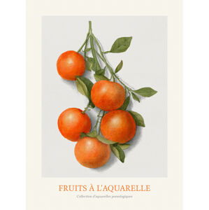 Obrazová reprodukce Oranges (Watercolour Kitchen Fruit), (30 x 40 cm)