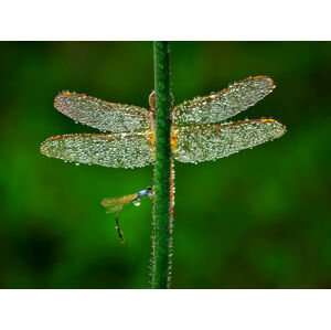Umělecká fotografie Dragonfly, Adhi Prayoga, (40 x 30 cm)
