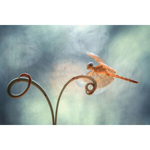 Umělecká fotografie Gold Dragonfly on Tendril, Abdul Gapur Dayak, (40 x 26.7 cm)